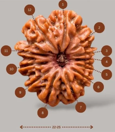 12 Mukhi Rudraksha (12 faces Rudraksha)