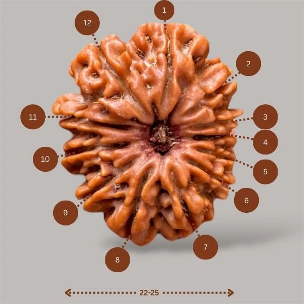 12 Mukhi Rudraksha (12 faces Rudraksha)