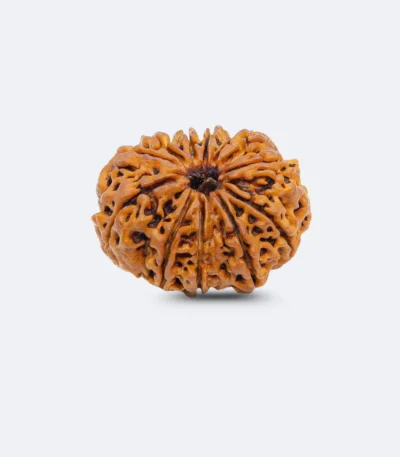12 Mukhi Rudraksha with Naag Sawar – Premium Energized Nepali Bead