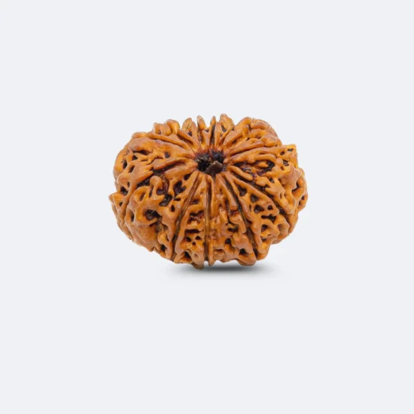 12 Mukhi Rudraksha with Naag Sawar – Premium Energized Nepali Bead